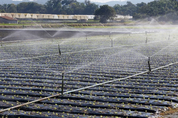 Irrigatiesysteem Werking Bij Het Planten Van Groenten Sao Paulo Staat — Stockfoto