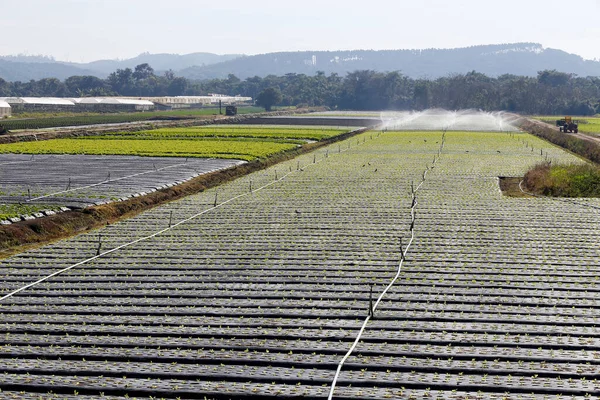 Système Irrigation Action Dans Plantation Légumes État Sao Paulo Brésil — Photo