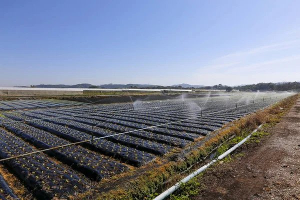 Irrigatiesysteem Werking Bij Het Planten Van Groenten Sao Paulo Staat — Stockfoto