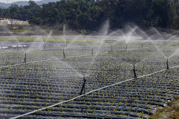 Système Irrigation Action Dans Plantation Légumes État Sao Paulo Brésil — Photo