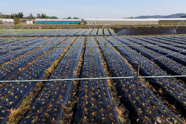 Bewässerungssystem Aktion Bei Der Gemüseanpflanzung Sao Paulo Brasilien — Stockfoto