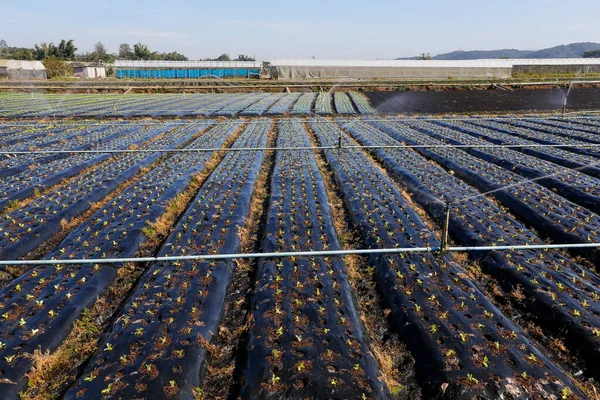 Irrigatiesysteem Werking Bij Het Planten Van Groenten Sao Paulo Staat — Stockfoto