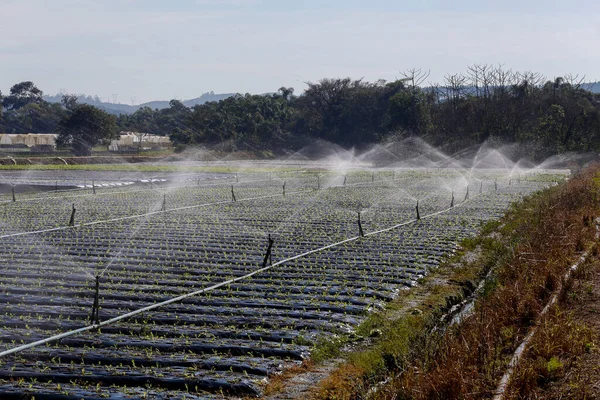 Système Irrigation Action Dans Plantation Légumes État Sao Paulo Brésil — Photo