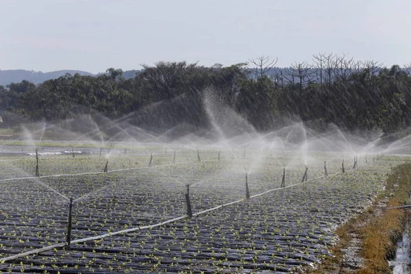 Irrigatiesysteem Werking Bij Het Planten Van Groenten Sao Paulo Staat — Stockfoto