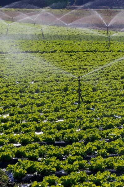 Sistema Riego Acción Plantación Hortalizas Estado Sao Paulo Brasil —  Fotos de Stock