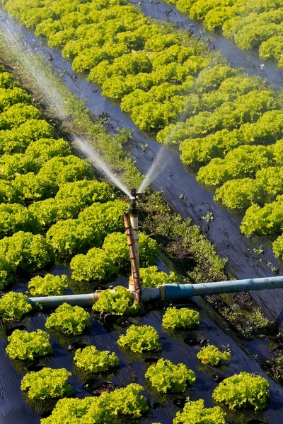 Sistema Riego Acción Plantación Hortalizas Estado Sao Paulo Brasil —  Fotos de Stock