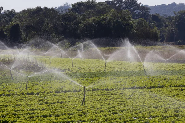 Irrigation System Action Vegetable Planting Sao Paulo State Brazil — Stock Photo, Image