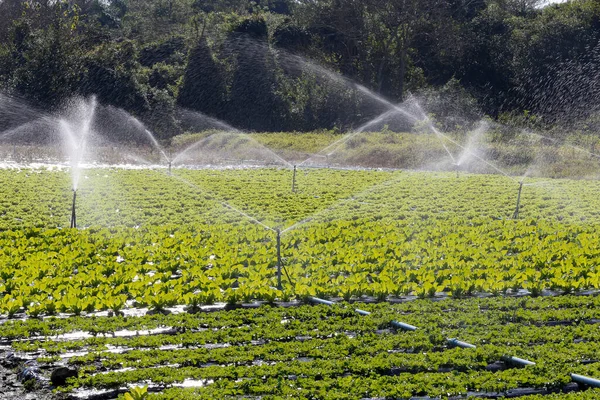 Sistema Riego Acción Plantación Hortalizas Estado Sao Paulo Brasil —  Fotos de Stock