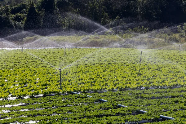 Irrigatiesysteem Werking Bij Het Planten Van Groenten Sao Paulo Staat — Stockfoto