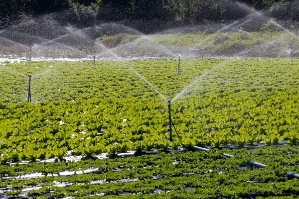 Système Irrigation Action Dans Plantation Légumes État Sao Paulo Brésil — Photo