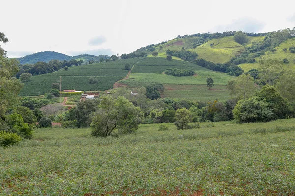 Plantación Mandioca Granja Familiar Estado Sao Paulo Brasil —  Fotos de Stock