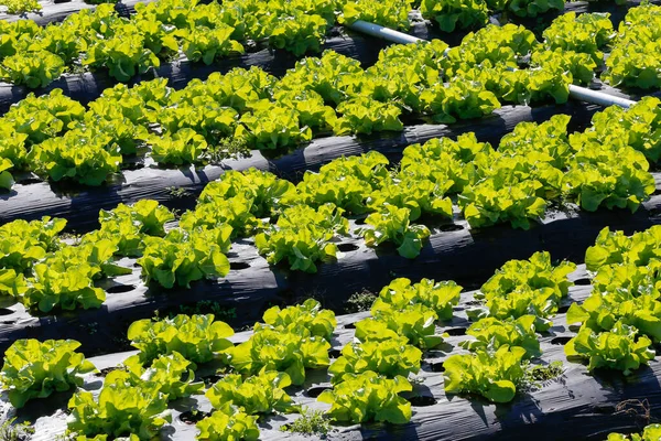 Visão Geral Plantação Alface São Paulo Brasil — Fotografia de Stock