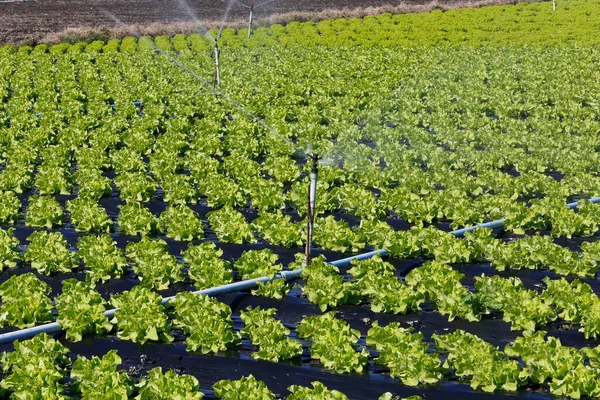 Descripción General Plantación Lechuga Estado Sao Paulo Brasil — Foto de Stock