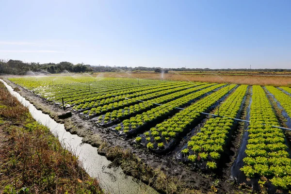 Sla Plantage Overzicht Sao Paulo Brazilië — Stockfoto