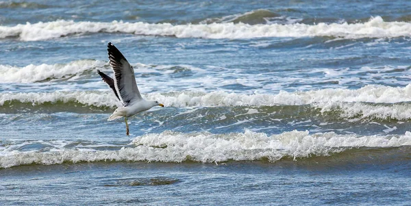 Goélands Varech Pêchant Bord Plage Entre Les Vagues Mer Maresias — Photo