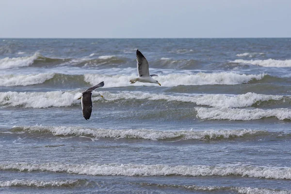 Kelpmeeuwen Vissen Aan Rand Van Het Strand Tussen Golven Van — Stockfoto