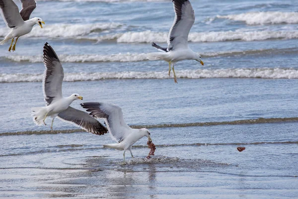 Kelpmeeuwen Vissen Aan Rand Van Het Strand Tussen Golven Van — Stockfoto