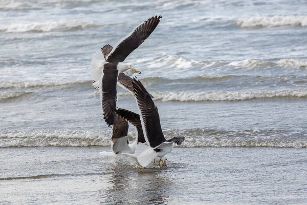 Kelp Gulls Fishing Edge Beach Waves Sea Maresias Sao Paulo — Stock Photo, Image