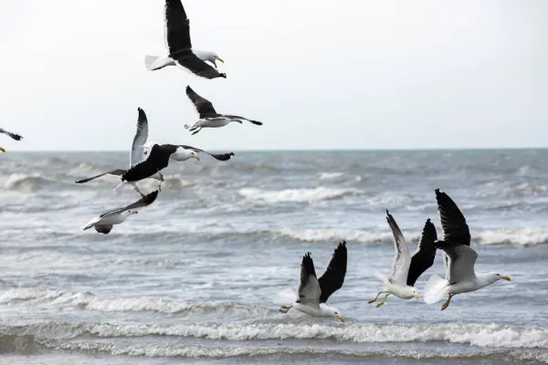 Кельпи Ловлять Рибу Краю Пляжу Між Хвилями Моря Maresias Sao — стокове фото