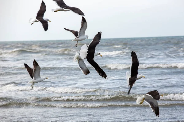 Kelpmeeuwen Vissen Aan Rand Van Het Strand Tussen Golven Van — Stockfoto