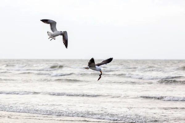 Goélands Varech Pêchant Bord Plage Entre Les Vagues Mer Maresias — Photo