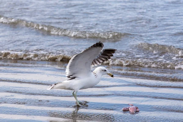 Goélands Varech Pêchant Bord Plage Entre Les Vagues Mer Maresias — Photo