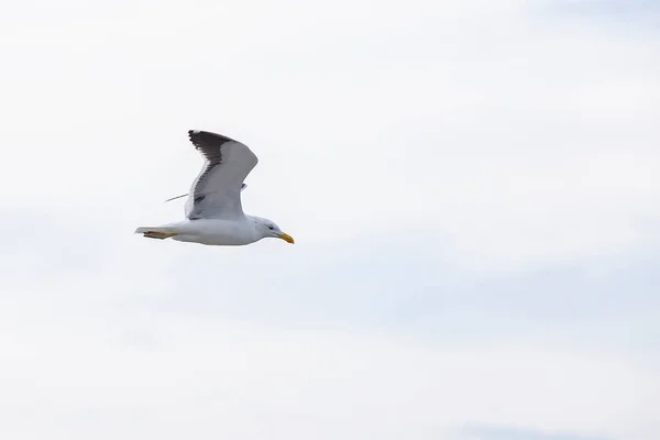 Gros Plan Goéland Varech Volant Sous Ciel Dégagé — Photo