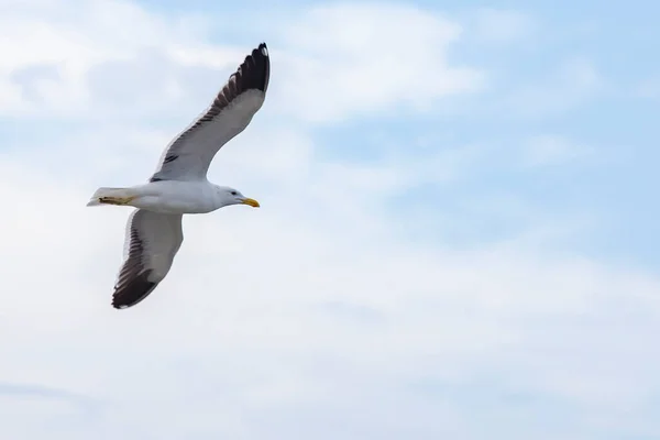 Gros Plan Goéland Varech Volant Sous Ciel Dégagé — Photo