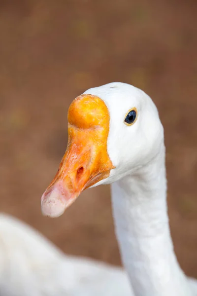 Närbild Kinesiska Vit Gås Huvud Bruna Marken Bakgrund — Stockfoto