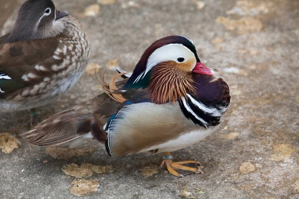 Couple Canards Mandarins Symbole Fidélité Chine — Photo