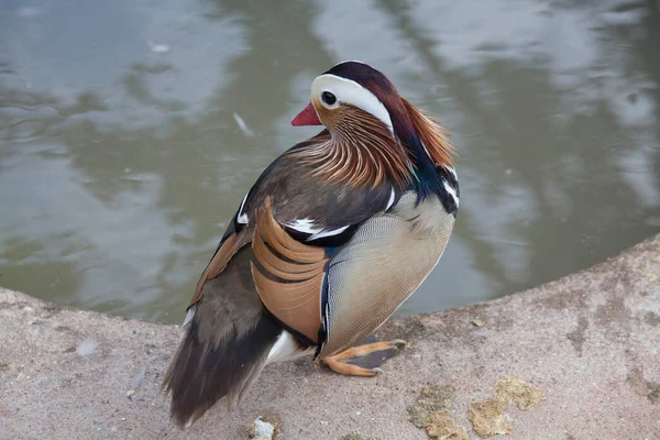 Pato Mandarín Macho Símbolo Fidelidad China — Foto de Stock