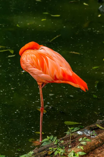 Flamingo Close Phoenicopterus Ruber Sobre Fundo Escuro Brasil — Fotografia de Stock