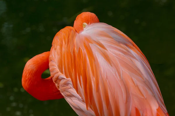 Zbliżenie Flamingo Ruber Fenicopterus Nad Ciemnym Tłem Brazylia — Zdjęcie stockowe