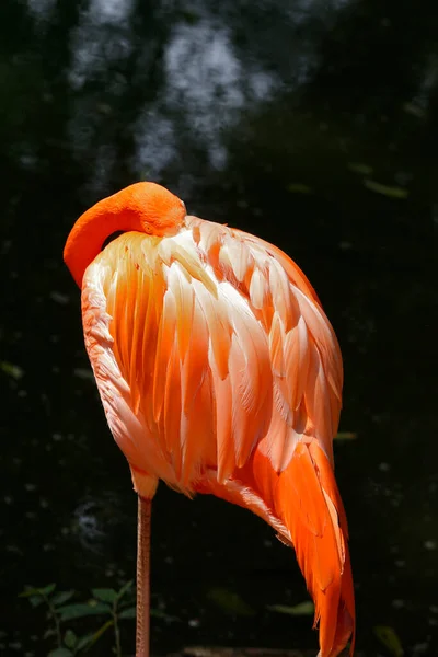 Zbliżenie Flamingo Ruber Fenicopterus Nad Ciemnym Tłem Brazylia — Zdjęcie stockowe