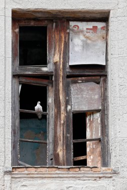 Terk edilmiş evde pencere harabeye güvercin tünemiş