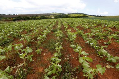 Plantation lahana Sao Paulo, Brezilya şehir temini için