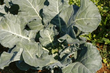 Sebze bahçesinde brokoli yakın plan. Sao Paulo Eyaleti, Brezilya