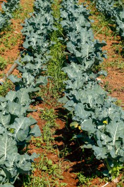 Sebze bahçesinde brokoli yakın plan. Sao Paulo Eyaleti, Brezilya