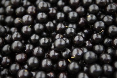 Jaboticaba ya da jabuticaba, Brezilya 'nın yerli üzümlerinden biridir. Plinia cauliflora türü, egzotik meyve, iltihap önleyici. Seçici odak
