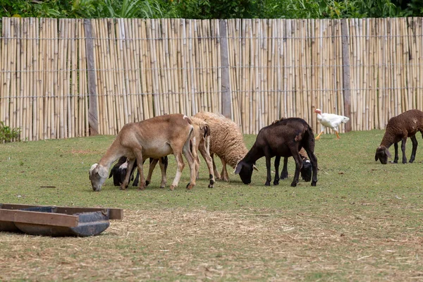 Ovejas Pastando Paddock Pequeña Granja Familiar — Foto de Stock