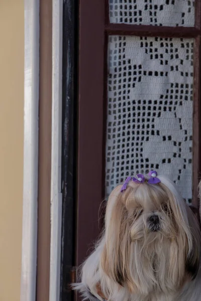 Mały Pies Oknie Obserwując Ruch Ulicy Brazylia — Zdjęcie stockowe
