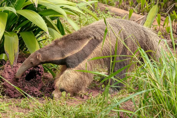 Reuzenmiereneter Ook Bekend Als Mierenbeer Die Naar Termiet Graaft Het — Stockfoto