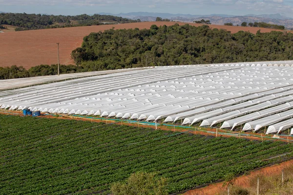 Pflanzung Von Erdbeeren Gewächshäusern Aus Weißem Kunststoff Sao Paulo State — Stockfoto