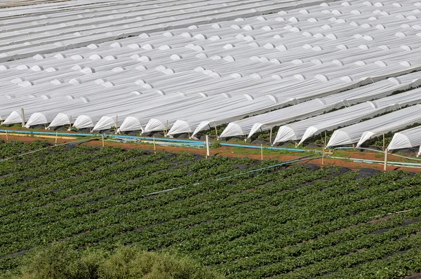 Pflanzung Von Erdbeeren Gewächshäusern Aus Weißem Kunststoff Sao Paulo State — Stockfoto