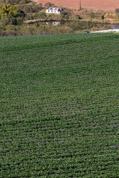 Perkebunan Stroberi Tempat Terbuka Sao Paulo Negara Brasil — Stok Foto