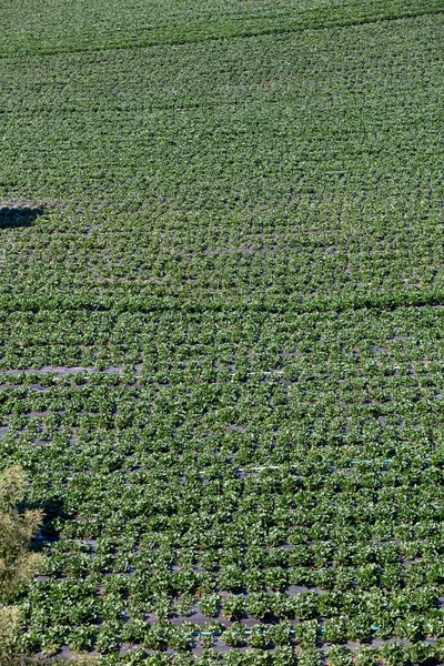 Erdbeerplantage Freien Sao Paulo State Brasilien — Stockfoto