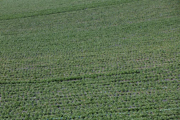 Plantación Fresas Aire Libre Estado Sao Paulo Brasil — Foto de Stock