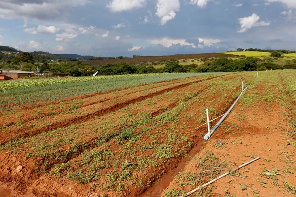 Plantation Oignons Pour Alimenter Région Ville Sao Paulo Brésil — Photo