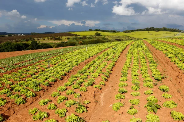 Φύτευση Μαρουλιών Κάτω Από Τον Γεμάτο Ουρανό Των Νεφών Βροχής — Φωτογραφία Αρχείου