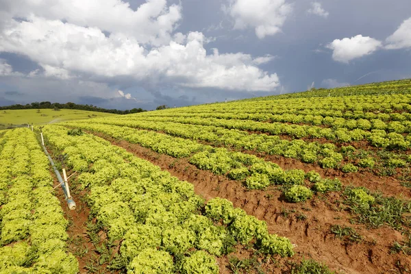 Plantación Lechuga Bajo Cielo Cargado Nubes Lluvia Estado Sao Paulo —  Fotos de Stock